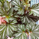 Angel Wing Begonia Live Plant, Polka Dot Begonia Maculata Plants, 4-7" Starter Indoor Outdoor Houseplant Décor, Air-Purifying and Easy Care, Soft-Flowering Begonia with Lush Foliage
