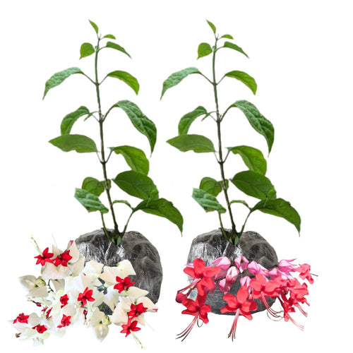 2 Bleeding Heart Vine to Grow 5 to 9 Inch Tall, Clerodendrum Bleeding Heart Live Plants Well Rooted, Fragrant Bleeding Heart Tree (Mix Bleeding Heart Plants)
