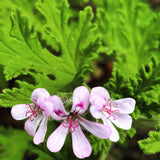 Set 2 Citronella Plants Live for Planting, Fragrant Geranium Citronella Herbs Plants, Ready to Plant Outdoor 4-9 Inch