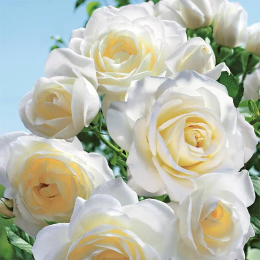 Rose Plant Live, Rose Bush Live Plant for Planting Your Garden, 5-9" Height Well-Rooted, Fragrant Flowers Vibrant Blooms (White Rose)