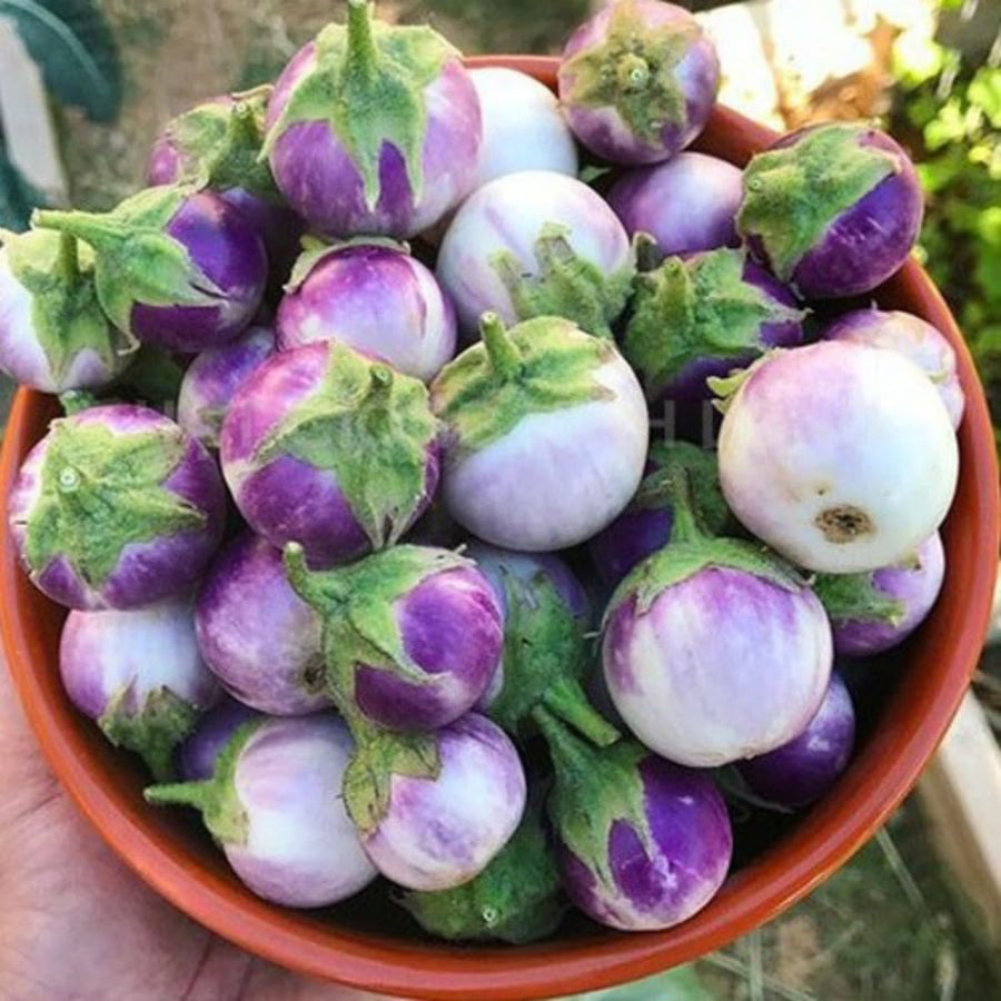 Pack of 100 Purple Round Eggplant Seeds for Planting, Assorted Eggplant Vegetable Seeds for Outdoor Gardening, Suitable for Home Garden Beds, Raised Beds, or Containers