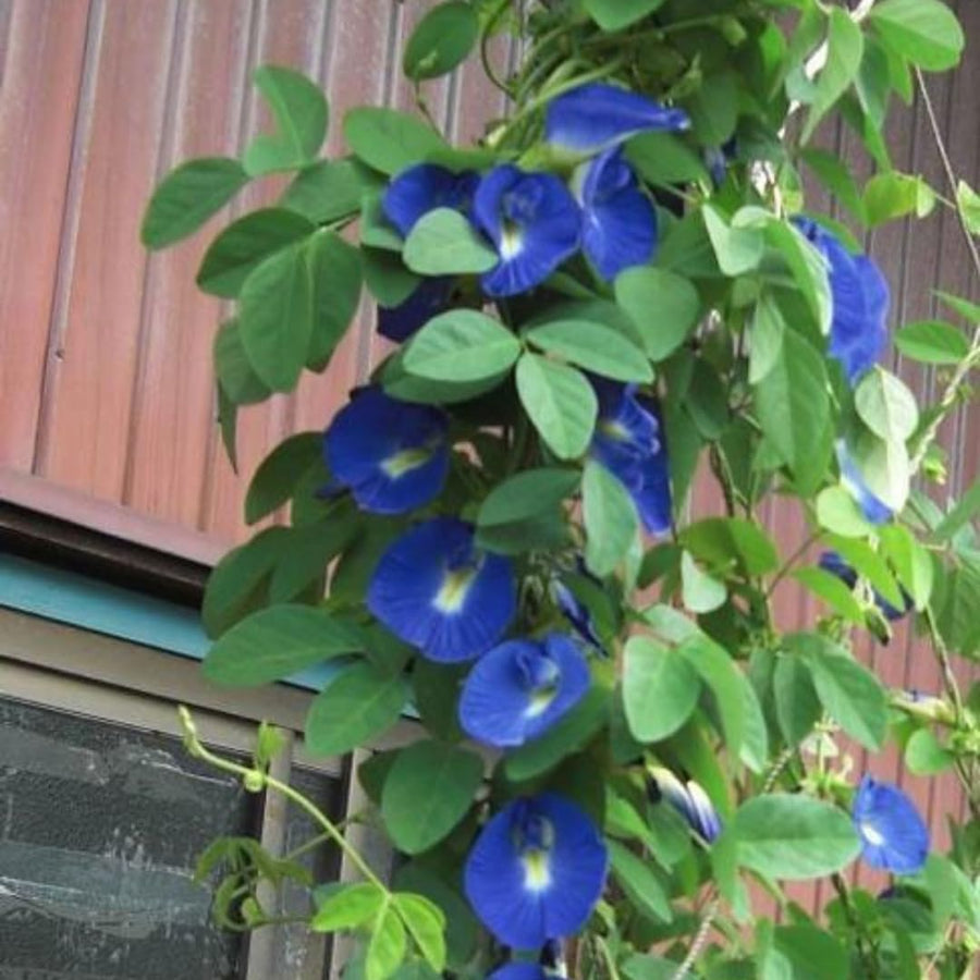 Butterfly Pea Plant Live, Blue Butterfly Flower Vine Plant Live Gardening, 6 to 9 Inc Tall, Half Gallon Pot