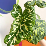 Elephant Ear Plants, Alocasia Colocasia Plant, Colocasia Alocasia Esculenta Taro for Indoor Outdoor Gardens, Dormant in Winter (Variegated Green Striking Foliage)