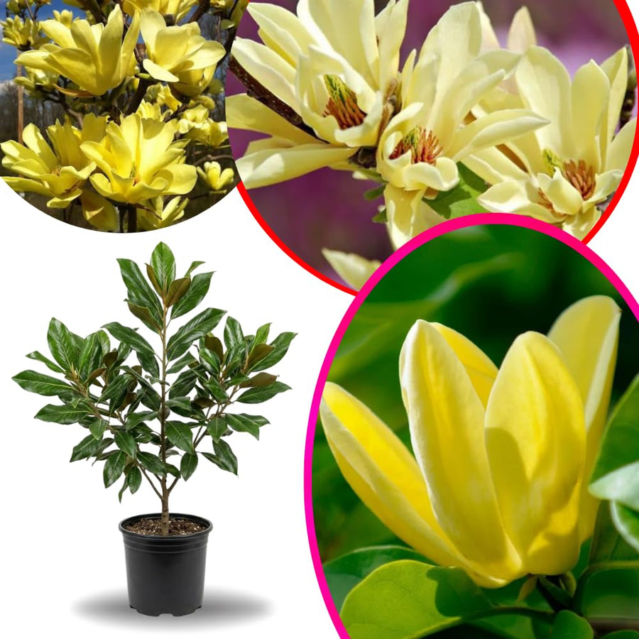 Yellow Magnolia Tree Live Plant in 2.5 Inches Pot, Dormant in Winter, 6-12 Inches in Tall, Ornamental Spring Flowering Tree, Outdoor
