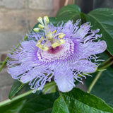 Purple Maypop Passion Flower Vine Plant, 4-7 Inch Starter Plant - Cold Hardy Passiflora Incarnata Climbing Vine, Vibrant Blooms, Passiflora Plant in Soil