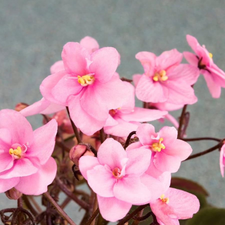 African Violets Live Plants, African Violet Plant Live in 4 Inches Pot, Violets Flowers Houseplant, 4-7 Inches Tall for Home Office Decor (Light Pink)