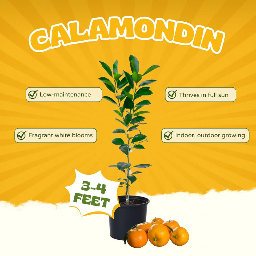 Calamondin Tree Live Plant, Calamansi Plant, 3 to 4 feet Tall, Calamondin Calamansi Trees Live Plants for Indoor Outdoor Planting