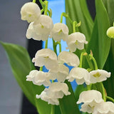 6 Lily of The Valley Roots, Fragrant May Lilies Rhizomes for Early Spring Bloom, Perennial, Cold Hardy, Outdoor Garden