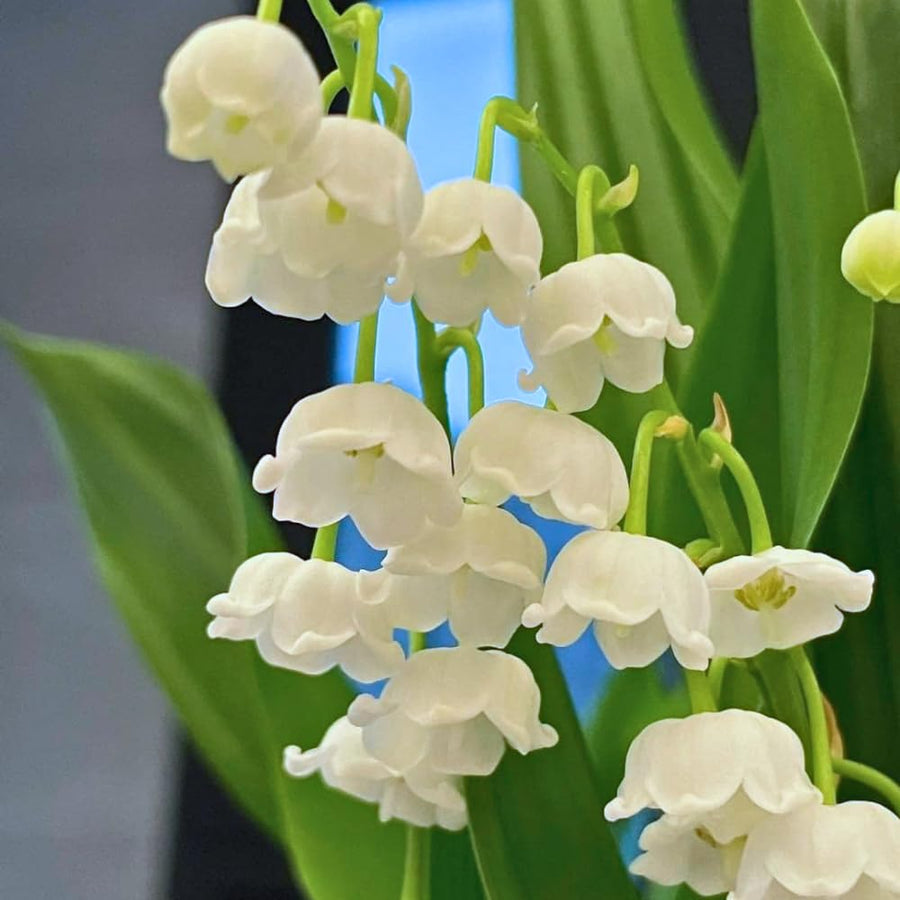 6 Lily of The Valley Roots, Fragrant May Lilies Rhizomes for Early Spring Bloom, Perennial, Cold Hardy, Outdoor Garden