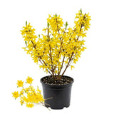 Gold Forsythia Live Plant in 2.5 Inch Pot, Forsythia Plant Live, Hardy Yellow Flowering Shrub for Outdoor Gardens