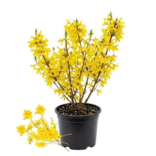 Gold Forsythia Live Plant in 2.5 Inch Pot, Forsythia Plant Live, Hardy Yellow Flowering Shrub for Outdoor Gardens