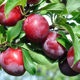 Santa Rosa Plum Tree Live Plant for Planting, Bareroot 2-3 Feet Height, Hardy Plum Plant Live Ready to Grow Your Garden