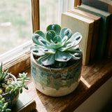 Blue Green Echeveria Live Plant, Echeveria Succulent Plant in 4 Inch Pot, Easy Care Succulent for Indoor Outdoor Houseplant