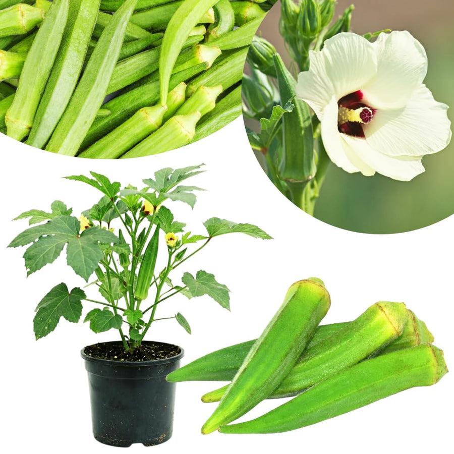 Okra Live Plant in 4" Pot, Okra Seedling from 3-5 Inches Tall, Edible Vegetable Plant for Outdoor Growing, Backyard Gardens and Raised Beds, 2PPP