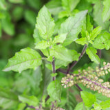 Holy Basil Live Plant in Half Gal Pot, Edible Basil Herb for Planting, Hardy, Perennial Herbs for Outdoor Garden, 8-12 Inches