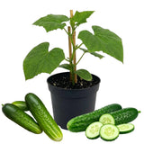 Live Green Cucumber Plant Live, Cucumber Vegetable Plant, 6-8 Inches Tall in 4 Inch Pot, Vine Vegetable Plants for Garden Beds and Containers