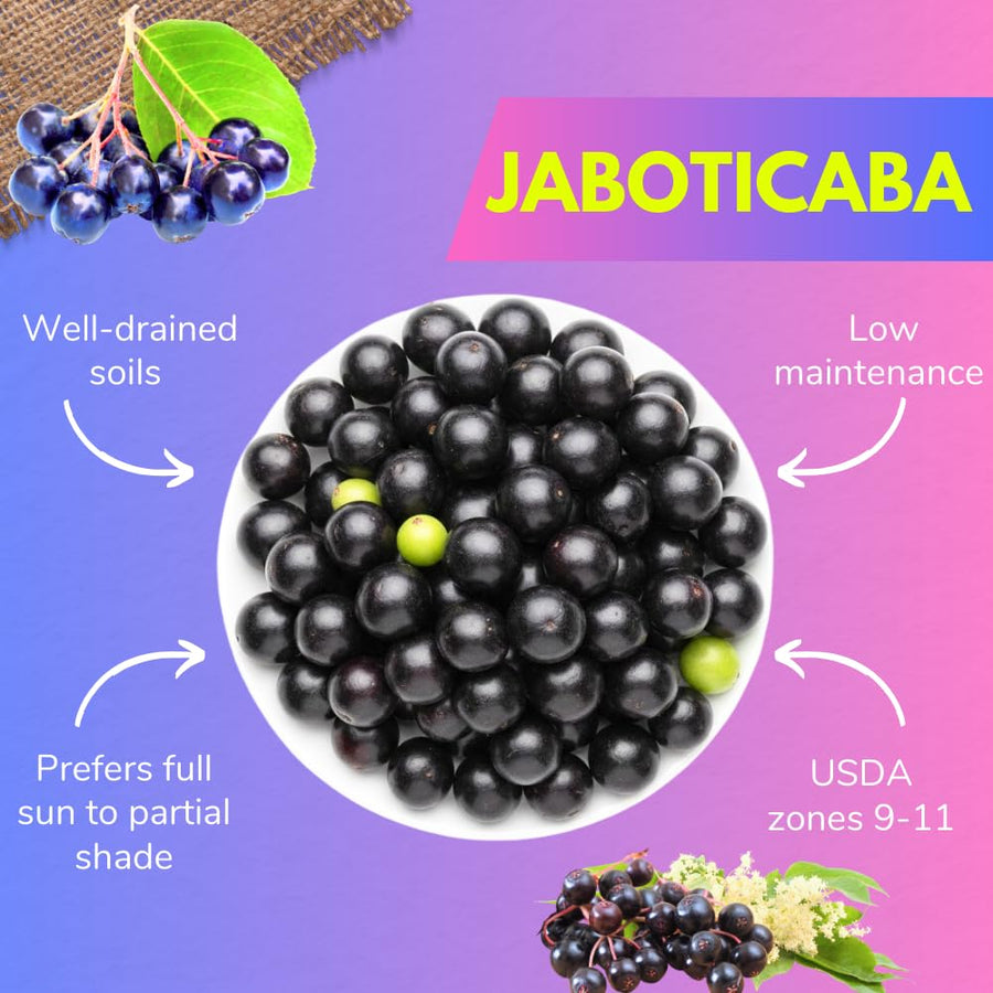 Jaboticaba Tree Live Plant, Sweet and Edible Black Fruit, Jaboticaba Plant Well Rooted for Outdoor Gardening, 2 to 3 Feet Tall
