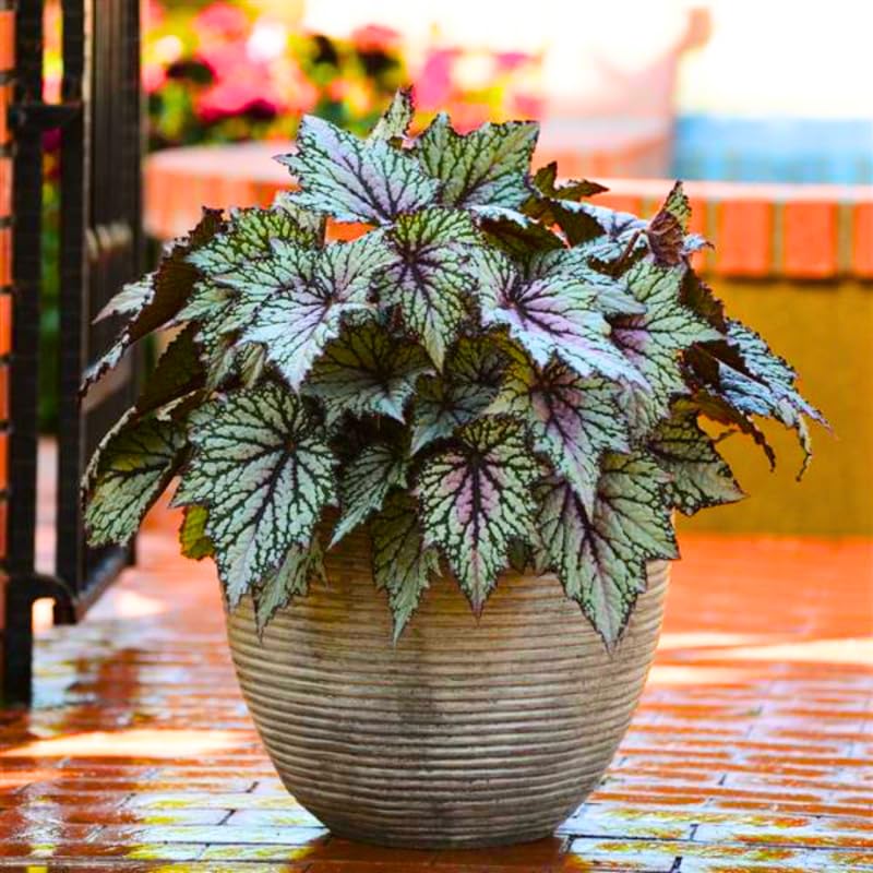 Combo 4 Begonias Houseplant Live Indoor, Summer Begonia Maculata Live Plant, Begonias Live Plants Outdoor, 4 to 8 Inc Tall