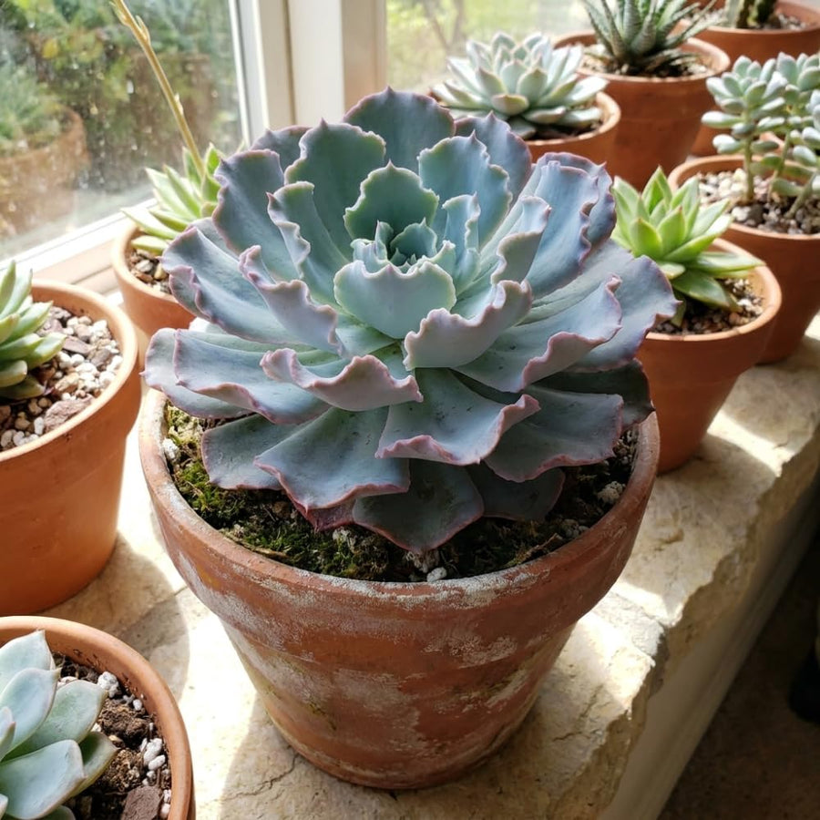 Blue Echeveria Live Plant, Echeveria Succulent Plant in 4 Inch Pot, Easy Care Succulent for Indoor Outdoor Houseplant