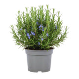 4 Inc Pot Rosemary Plant Live in Pot, Rosemary Herb Plant, 5 to 7 Inc Tall, Fragrant Culinary Herb Garden