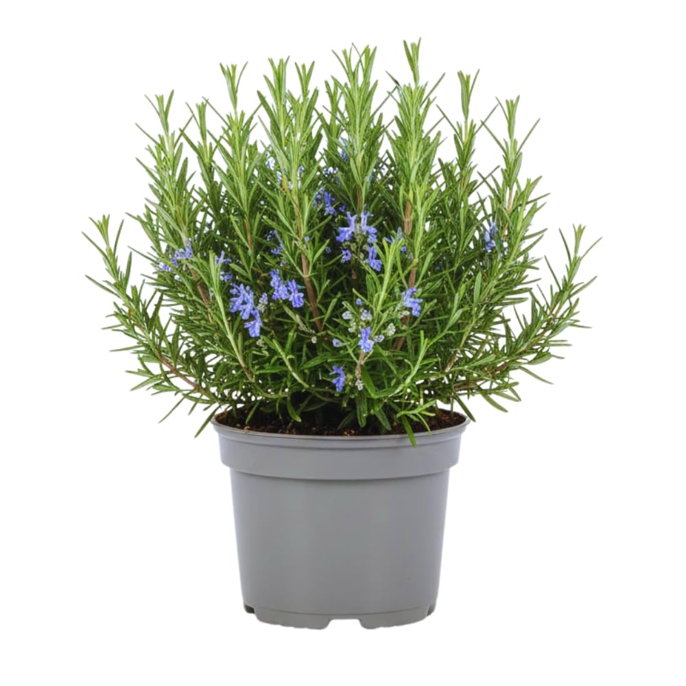 4 Inc Pot Rosemary Plant Live in Pot, Rosemary Herb Plant, 5 to 7 Inc Tall, Fragrant Culinary Herb Garden