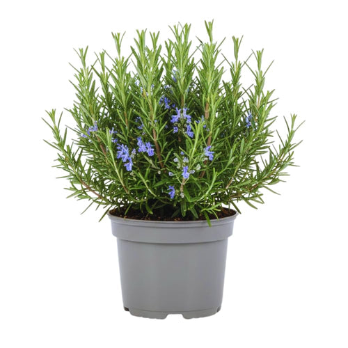 4 Inc Pot Rosemary Plant Live in Pot, Rosemary Herb Plant, 5 to 7 Inc Tall, Fragrant Culinary Herb Garden