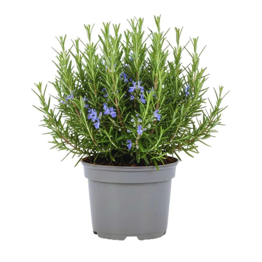 4 Inc Pot Rosemary Plant Live in Pot, Rosemary Herb Plant, 5 to 7 Inc Tall, Fragrant Culinary Herb Garden