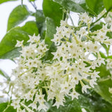 Night Blooming Jasmine Plant Live, Night Jasmine Live Plants Climbing Vine No Pot Indoor Outdoor Fragrant Flower Garden Planting