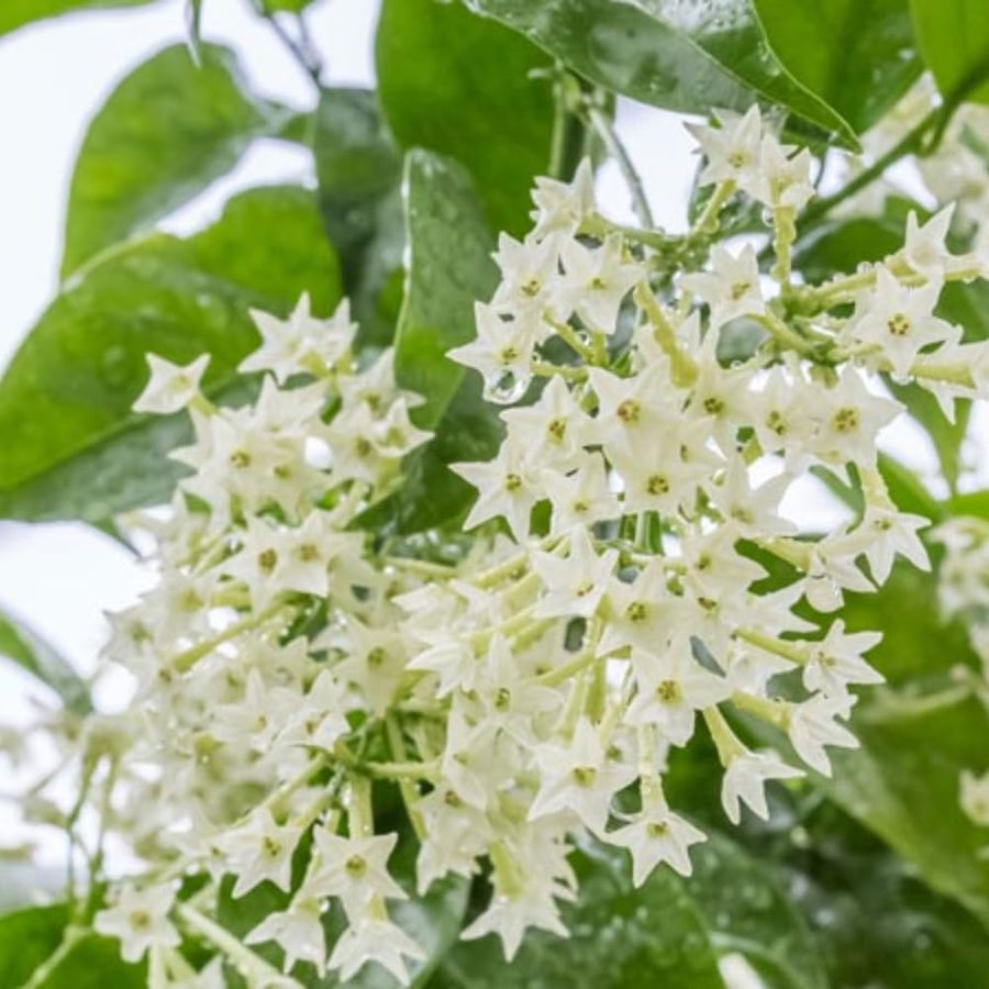 Night Blooming Jasmine Plant Live, Night Jasmine Live Plants Climbing Vine No Pot Indoor Outdoor Fragrant Flower Garden Planting