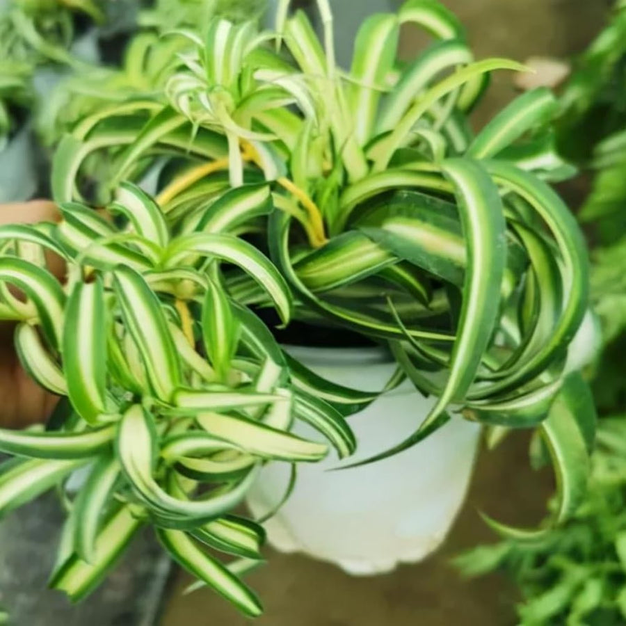 Curly Spider Plant in 4'' Pot, Live Indoor House Plant, Variegated Houseplant Ready to Grow Indoor Outdoor