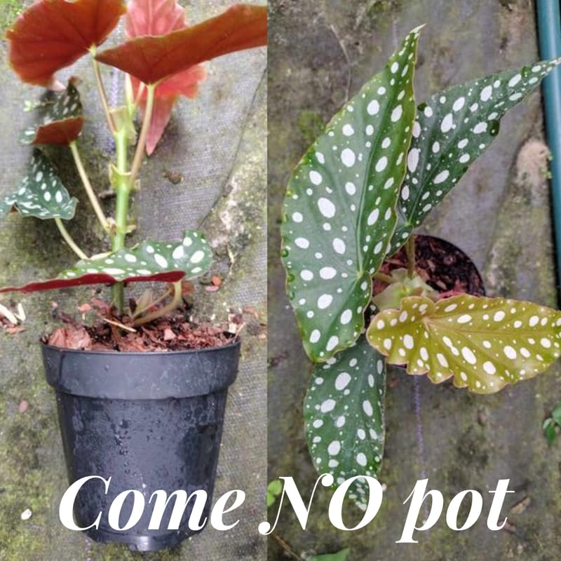 Set 3 Begonias Live Plants, Angel Wing Begonia Maculata Polka Dot, No Pot, Starter 4 to 8 Inc Tall, Indoor Outdoor Houseplant