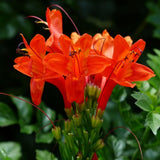 Orange Honeysuckle Live Plant in 4" Pot for Outdoor Growing