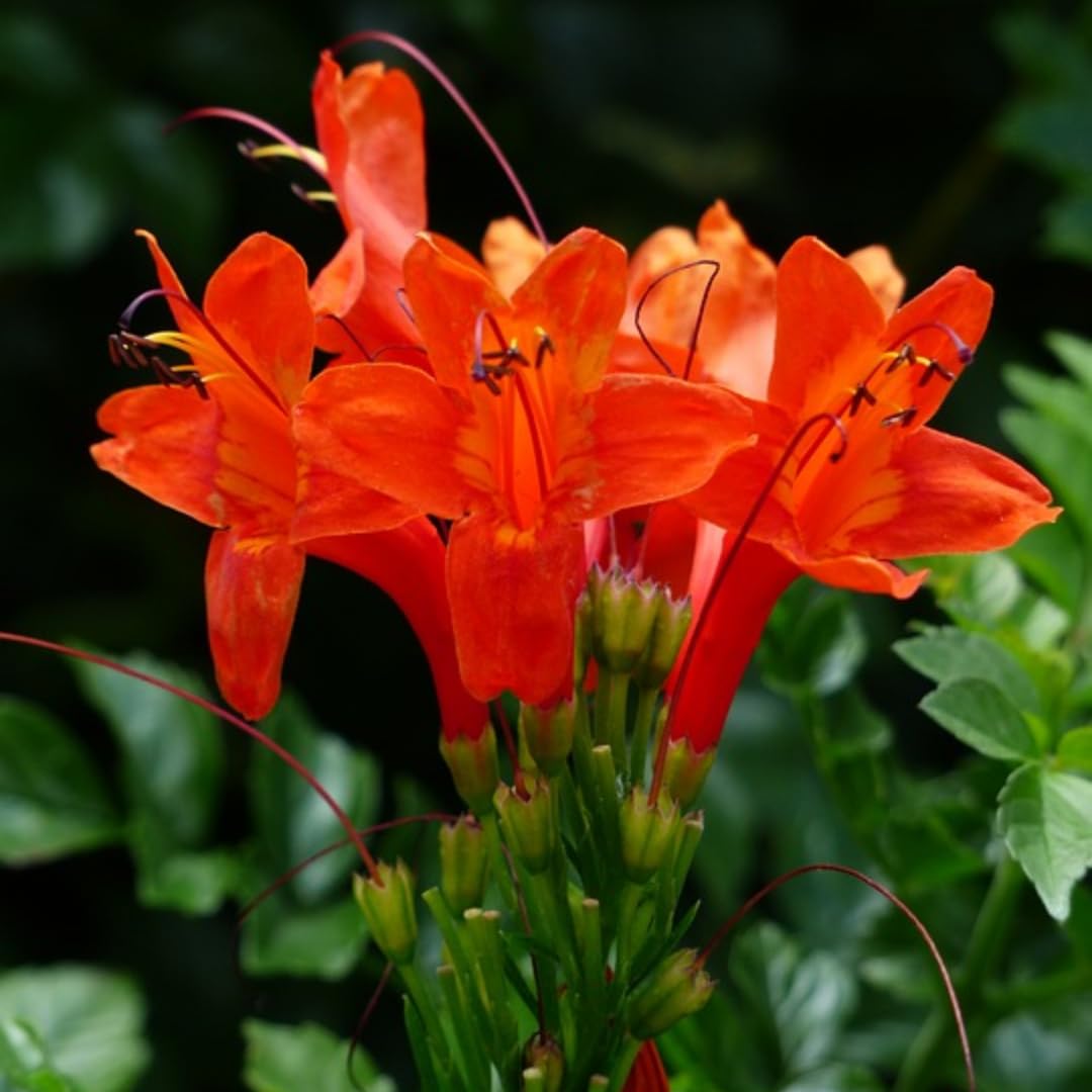 Orange Honeysuckle Live Plant in 4" Pot for Outdoor Growing