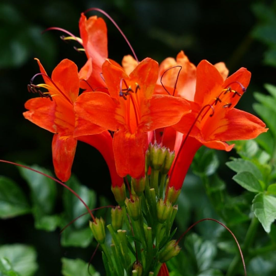Orange Honeysuckle Live Plant in 4" Pot for Outdoor Growing