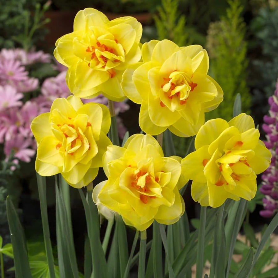 Set 30 Daffodil Bulls for Planting, Top Size Narcissus Flower Bulbs, Perennial Spring Flowers, Cold Hardy, Ideal for Gardens, Pots and Landscaping (Bright Yellow)