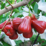 Red Wax Apple Tree Live, Apple Fruit Tree 2–3 Feet Tall, Tropical Fruit Tree for Outdoor Planting