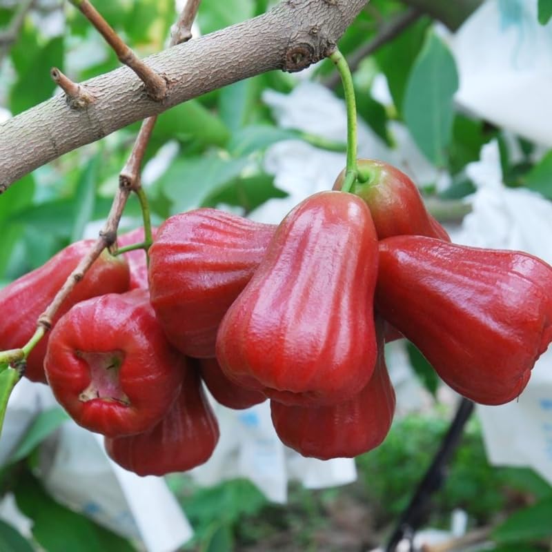 Red Wax Apple Tree Live, Apple Fruit Tree 2–3 Feet Tall, Tropical Fruit Tree for Outdoor Planting