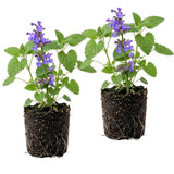 Set of 2 Catnip Live Plants, 4-6 Inches Tall, Fragrant Herb Plants for Outdoor Garden and Raised Beds