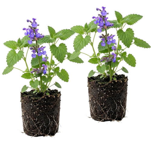 Set of 2 Catnip Live Plants, 4-6 Inches Tall, Fragrant Herb Plants for Outdoor Garden and Raised Beds