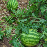 Pack 100 Sweet Watermelon Seeds, Watermelon Seeds for Planting, Heirloom, High Yield Sweet Melon Seed for Beds or Outdoor Garden