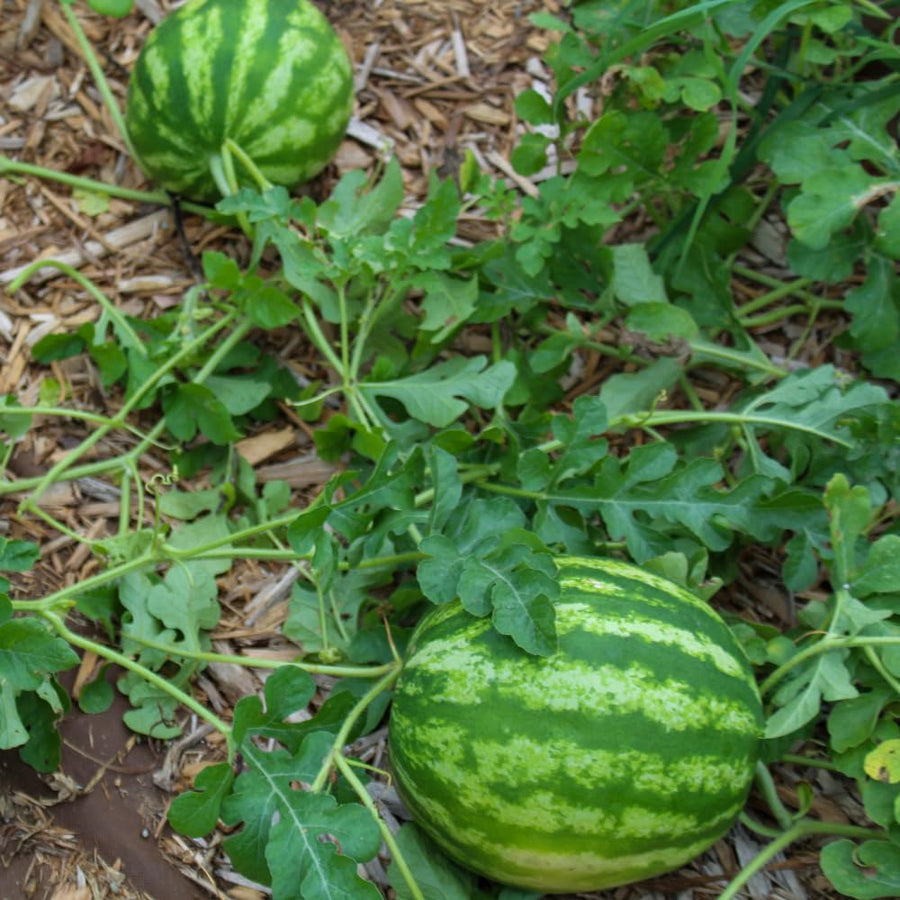 Pack 100 Sweet Watermelon Seeds, Watermelon Seeds for Planting, Heirloom, High Yield Sweet Melon Seed for Beds or Outdoor Garden