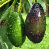 Avocado Tree Live Plant, 3 Feet Avocado Tree, Cold Hardy Purple Avocado for Outdoor Planting and Home Orchard