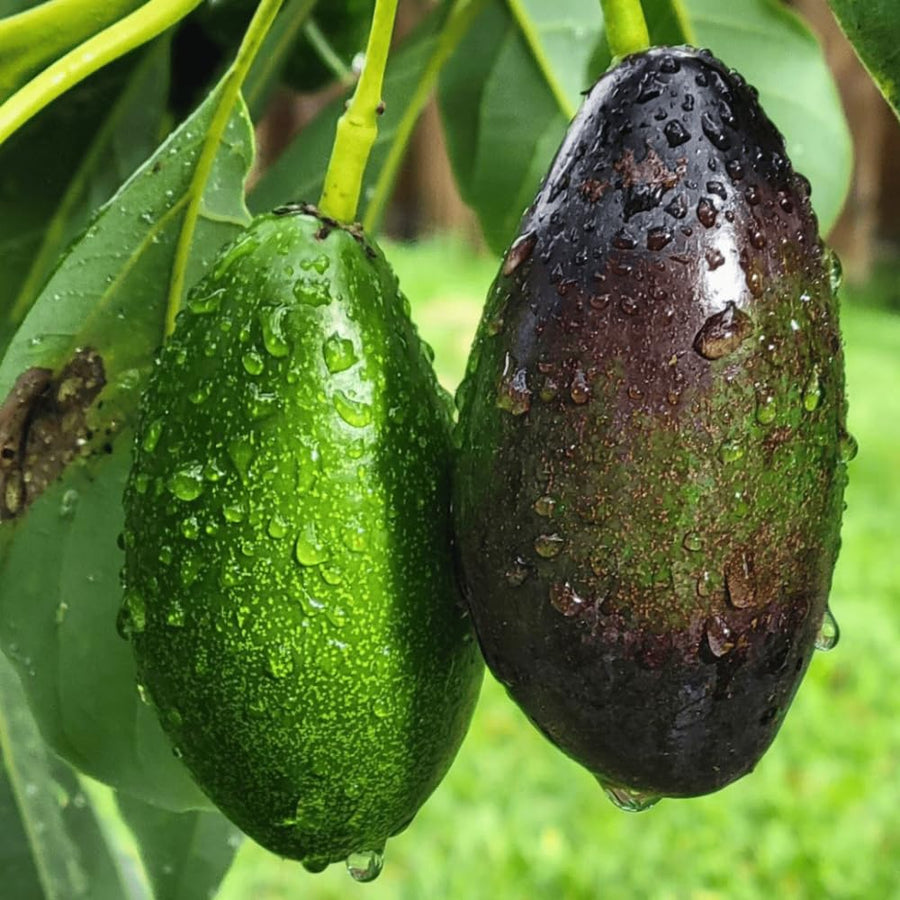Avocado Tree Live Plant, 3 Feet Avocado Tree, Cold Hardy Purple Avocado for Outdoor Planting and Home Orchard