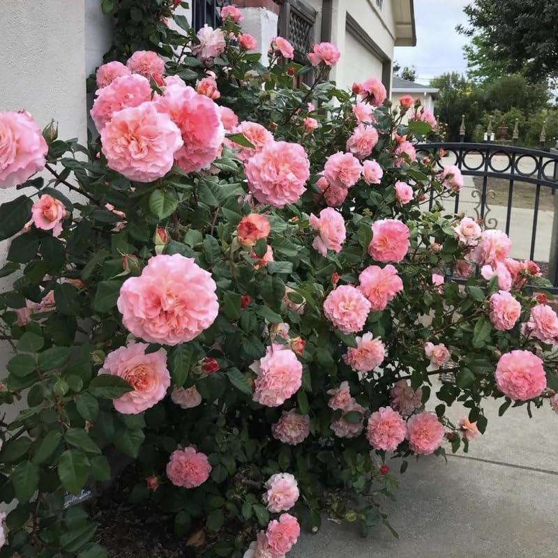 Medium Pink Dream Climbing Roses Live Plants 7 Months Old, Rose Bushes Ready to Plant 5-9" Tall, Very Fragrant, Can Grow As Climber or Bush Tree or Trellises, Walls, Fences
