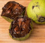 Live Black Sapote Tree 3 Feet Tall, Air-Layered Chocolate Sapote Fruit Tree, Sweet, Cold Hardy, Container and Garden Growing
