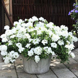 4 White Verbena Plants Live, 5-9" Tall Hardy Perennial Flower Plants, Well-Rooted for Outdoor Planting