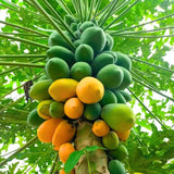 Dwarf Papaya Plant Live, 8-12" Tall Tropical Fruit Tree in Half-Gallon Pot, Fast Growing for Container or Garden