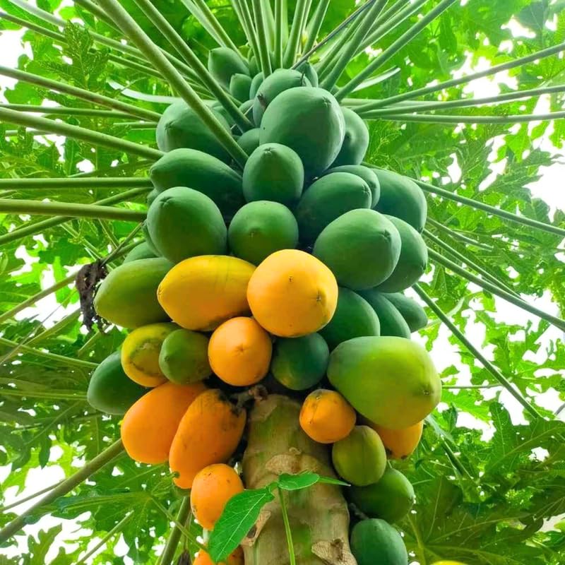 Dwarf Papaya Plant Live, 8-12" Tall Tropical Fruit Tree in Half-Gallon Pot, Fast Growing for Container or Garden
