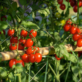 500 Cherry Tomato Seeds for Planting, Small Red Tomato Seeds, Heirloom Vegetable Seed, Sweet Tomatoes for Container and Outdoor Planting
