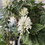 White Shrimp Plant Live, 4-9" Tall, Tropical Houseplant Well-Rooted